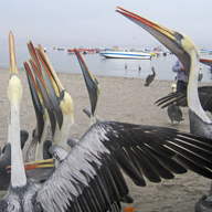 paracas-full-day1